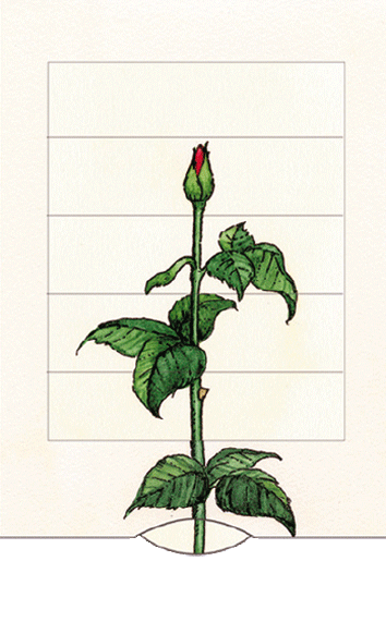 Rose - Geschenkkarte - derdealer.ch