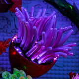 LED Licht Set für LEGO Tropisches Aquarium (10366) inkl. Fernbedienung