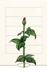 Rose - Geschenkkarte - derdealer.ch