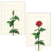 Curiosi - Rose - Geschenkkarte
