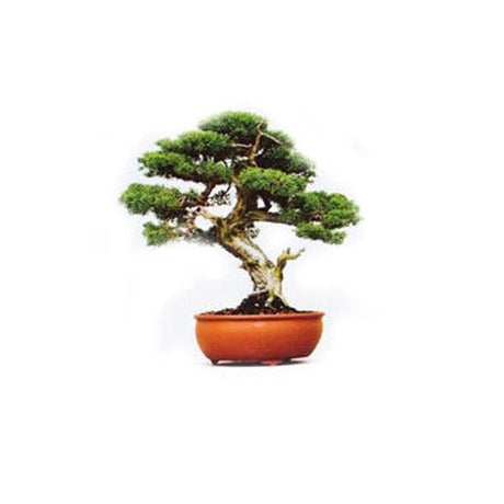 Grow it Bonsai DIY Baum - Wohndekoration - derdealer.ch