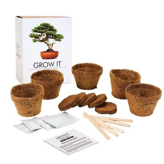 Grow it Bonsai DIY Baum - Wohndekoration - derdealer.ch 