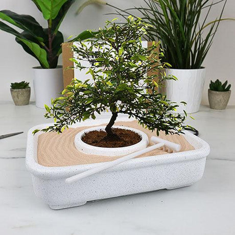 The Art of Bonsai Grow Kit - Wohndekoration - derdealer.ch