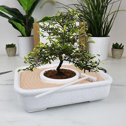 The Art of Bonsai Grow Kit - Wohndekoration - derdealer.ch 